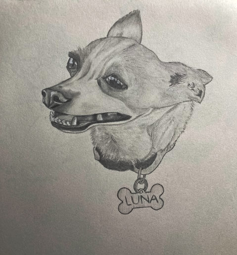 Luna La Chihuahua Graphite drawing